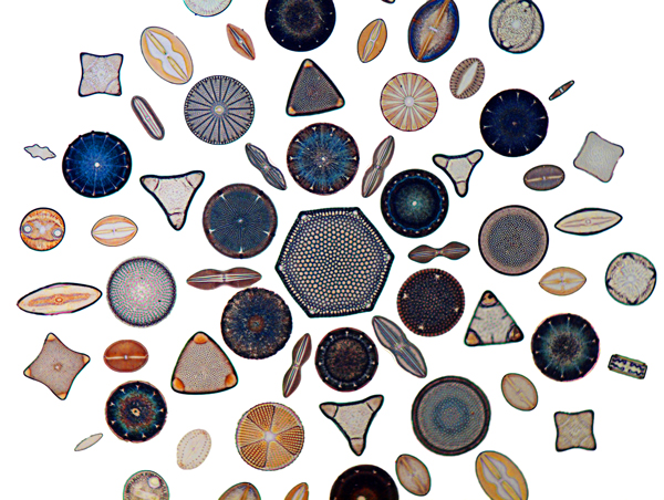 Diatoms