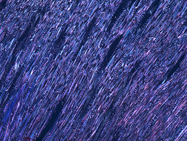 Vitis Vinifera Cross Section 2